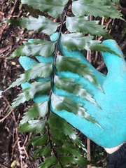 Asplenium polyodon