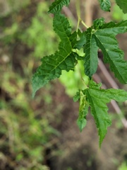 Sapindaceae