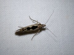 Ypsolopha vittella