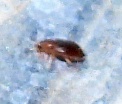 Corticariinae