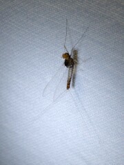 Cloeon dipterum