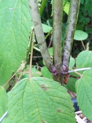 Camponotus castaneus