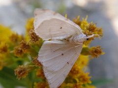 Macaria pustularia
