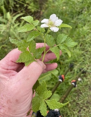Rubus rosifolius