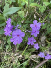 Phlox