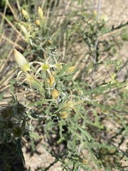 Mentzelia multiflora