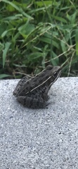 Lithobates blairi