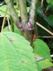 Camponotus castaneus