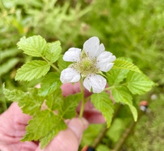 Rubus rosifolius