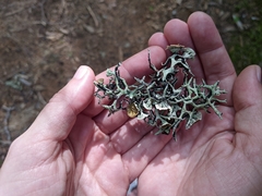 Hypogymnia imshaugii