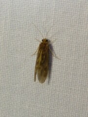 Polycentropodidae