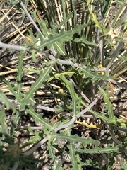 Mentzelia multiflora