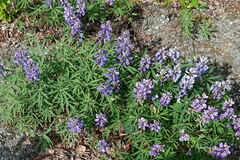 Lupinus arcticus