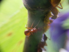 Camponotus castaneus