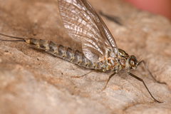 Siphlonurus