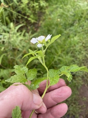Rubus rosifolius