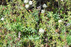 Rhododendron groenlandicum