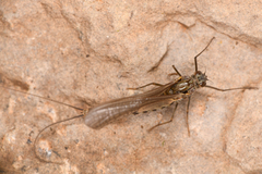 Siphlonurus