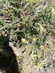 Mentzelia multiflora