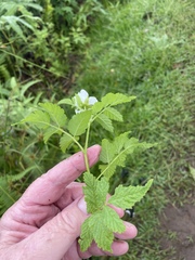 Rubus rosifolius