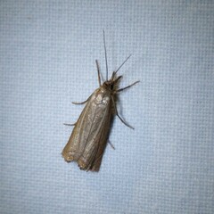 Chrysoteuchia culmella