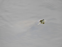Trachemys venusta iversoni