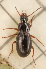 Carabidae