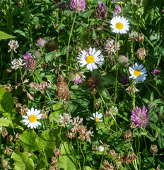 Leucanthemum