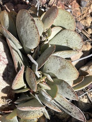 Adromischus triflorus