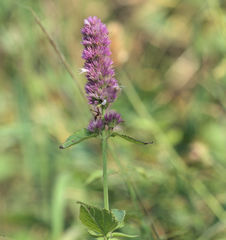 Agastache urticifolia