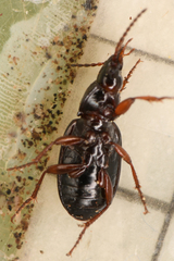Carabidae