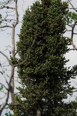 Chrysomyxa arctostaphyli