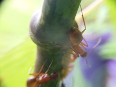 Camponotus castaneus