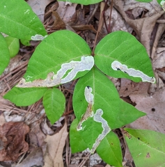Cameraria guttifinitella