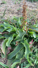 Rumex hymenosepalus