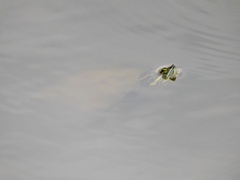 Trachemys venusta iversoni