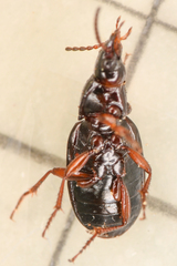 Carabidae