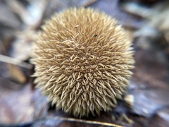 Lycoperdon echinatum