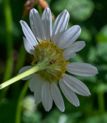 Leucanthemum