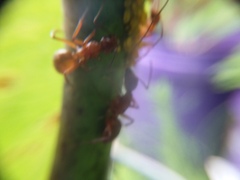 Camponotus castaneus