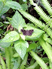 Staphylus hayhurstii