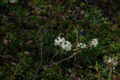 Rhododendron groenlandicum