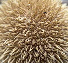 Lycoperdon echinatum