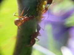 Camponotus castaneus