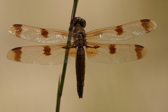 Libellula semifasciata