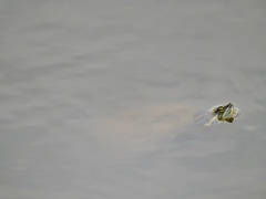 Trachemys venusta iversoni