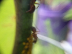 Camponotus castaneus