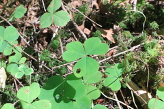 Oxalis