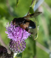 Volucella pellucens
