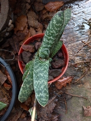 Gasteria maculata